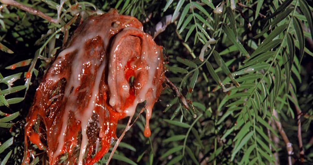 溶解人間の画像