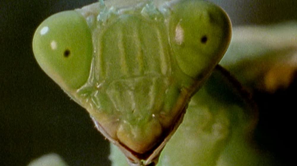 BUG／バグの画像