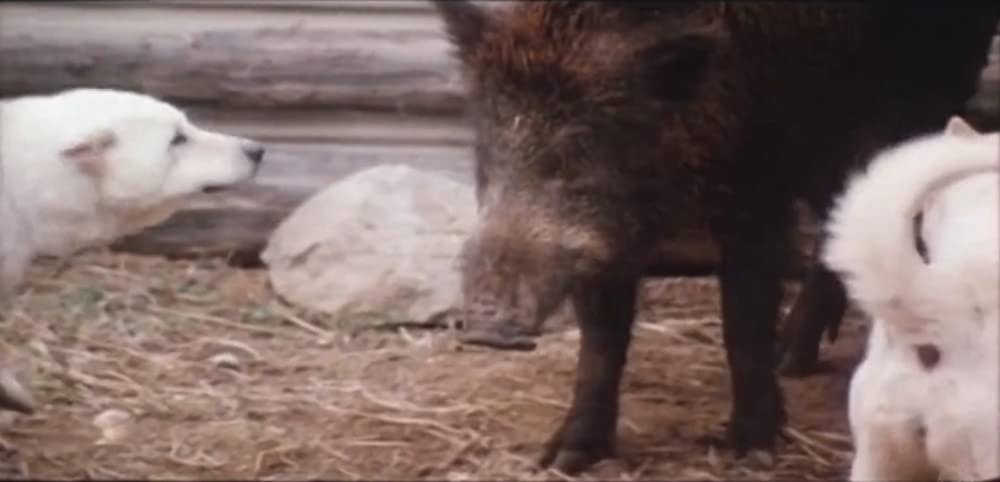 火まつりの画像