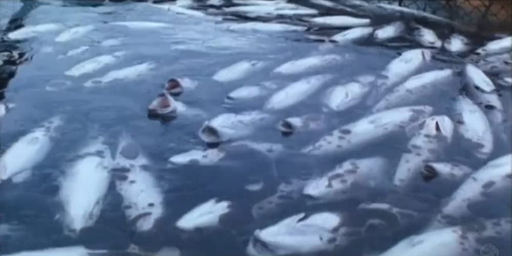 火まつりの画像