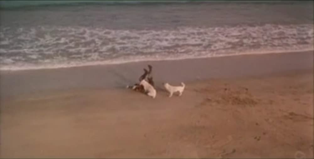 火まつりの画像