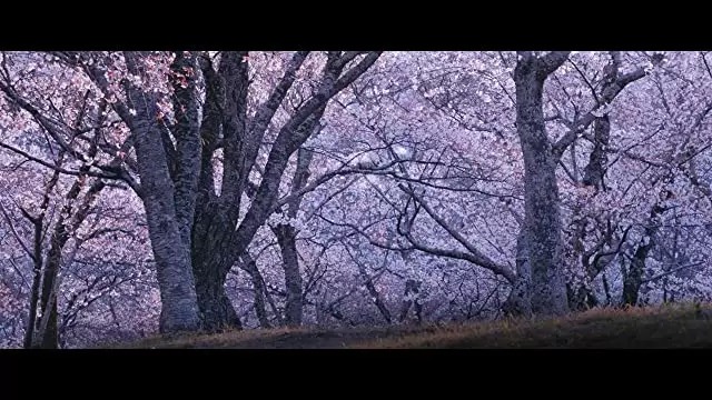 北の桜守の画像