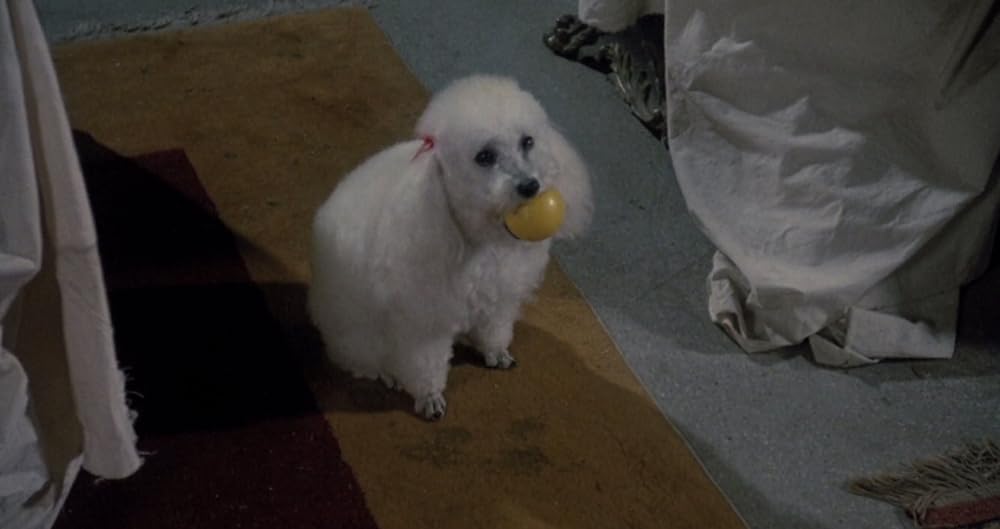 エルヴァイラの画像