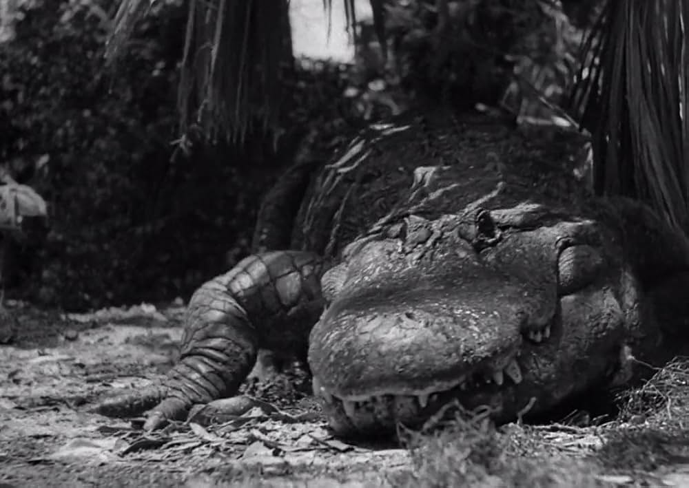 スワンプ・ウォーターの画像