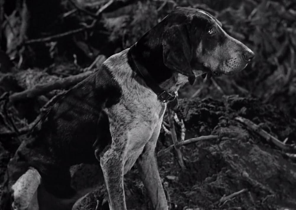 スワンプ・ウォーターの画像