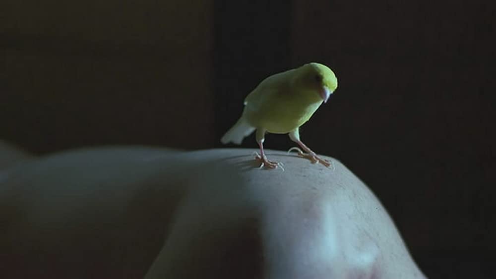 バーディの画像