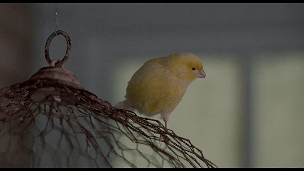 バーディの画像