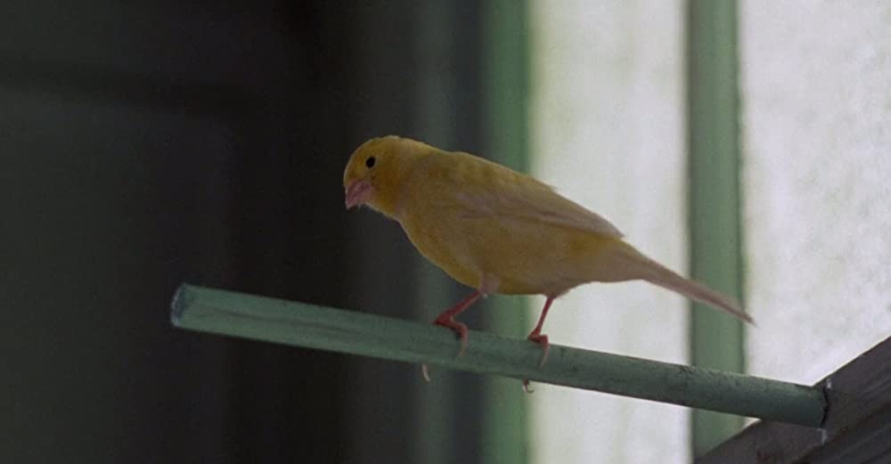 バーディの画像