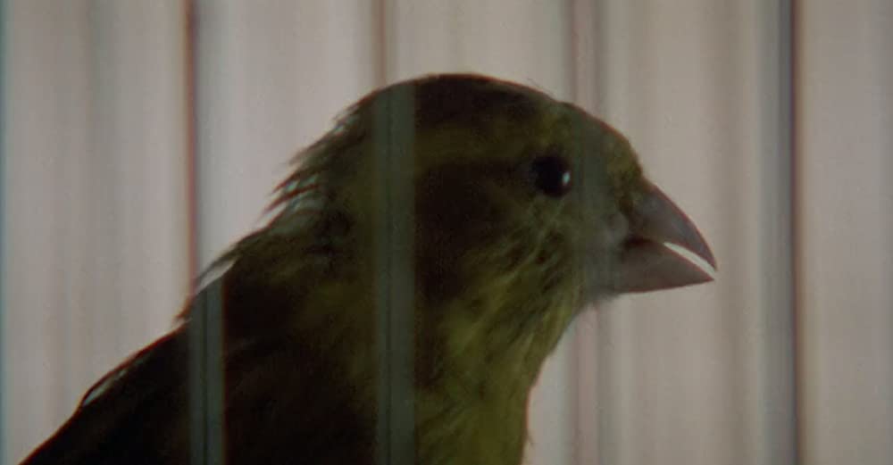 バーディの画像