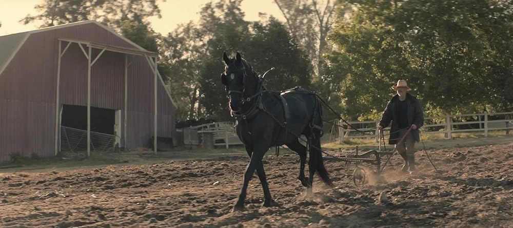 ブラック・ビューティーの画像