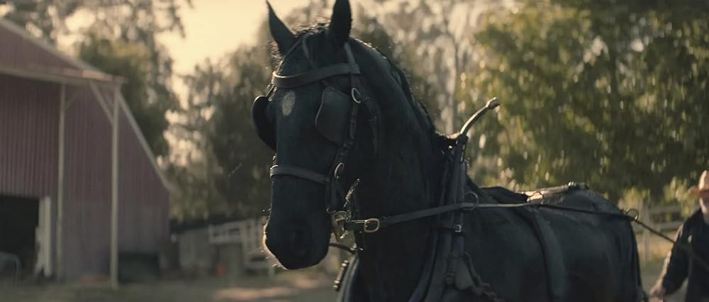 ブラック・ビューティーの画像