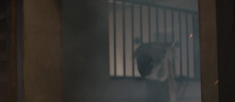 ブラック・ビューティーの画像