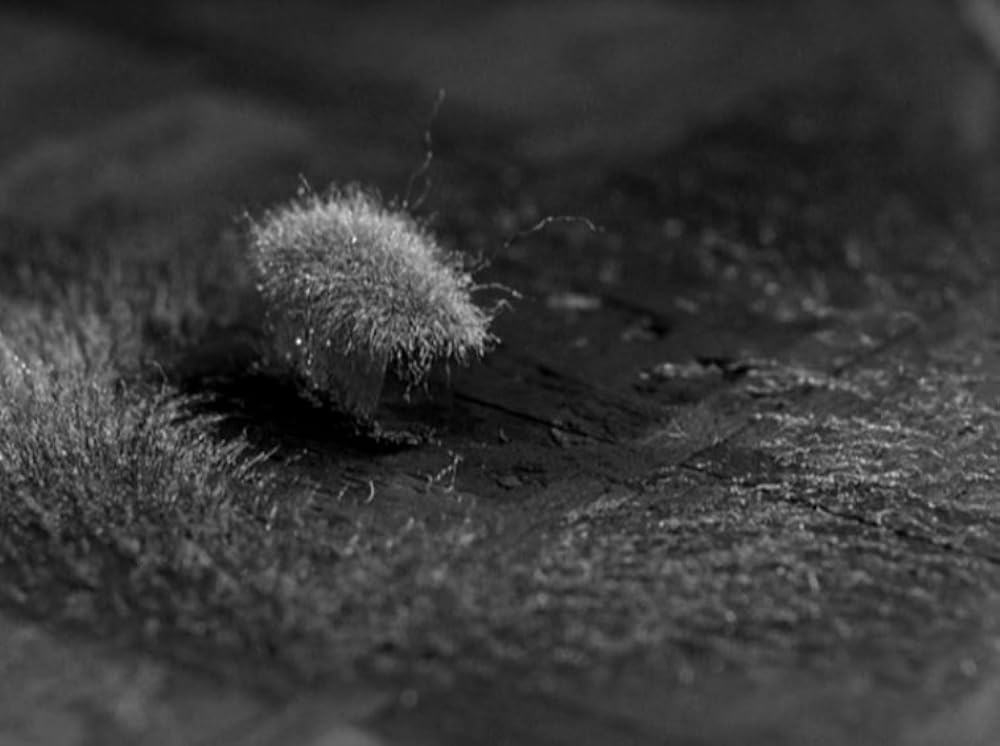 スティル・ナハト 寸劇の画像