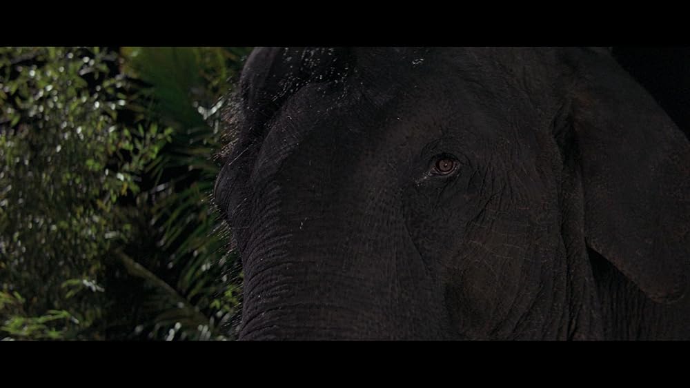 ダンボドロップ大作戦の画像