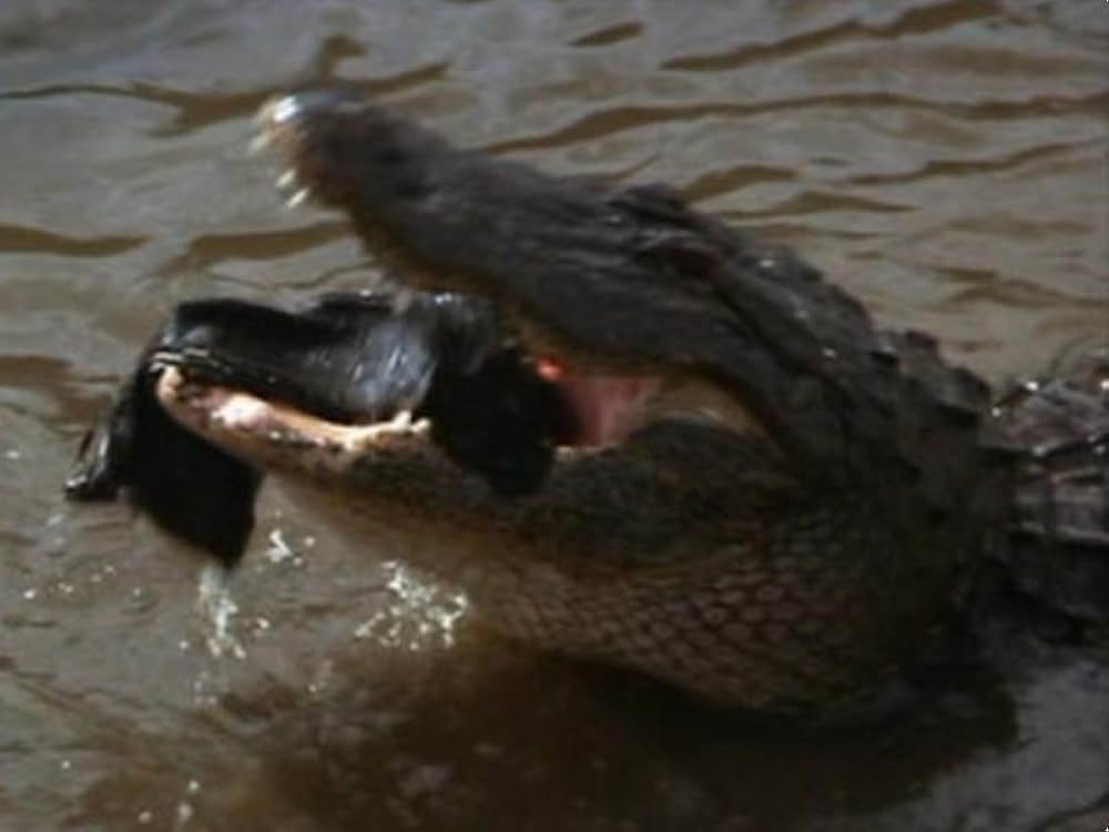 インディ・ジョーンズ／魔宮の伝説の画像