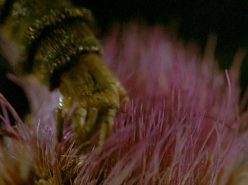 アナモルフォーシスの画像