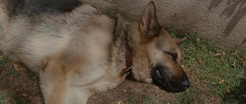グリーンバーグ／ベン・スティラー 人生は最悪だ！の画像