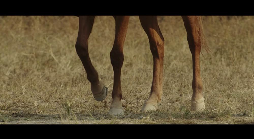 ライド・オンの画像