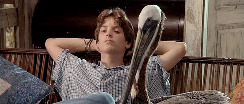 フリッパーの画像