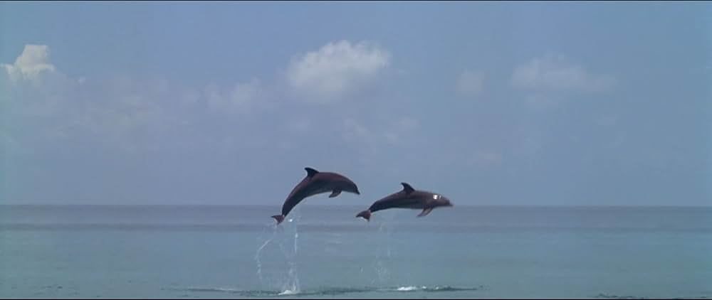 フリッパーの画像