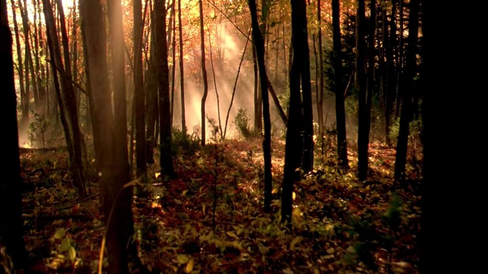 IN DREAMS／殺意の森の画像