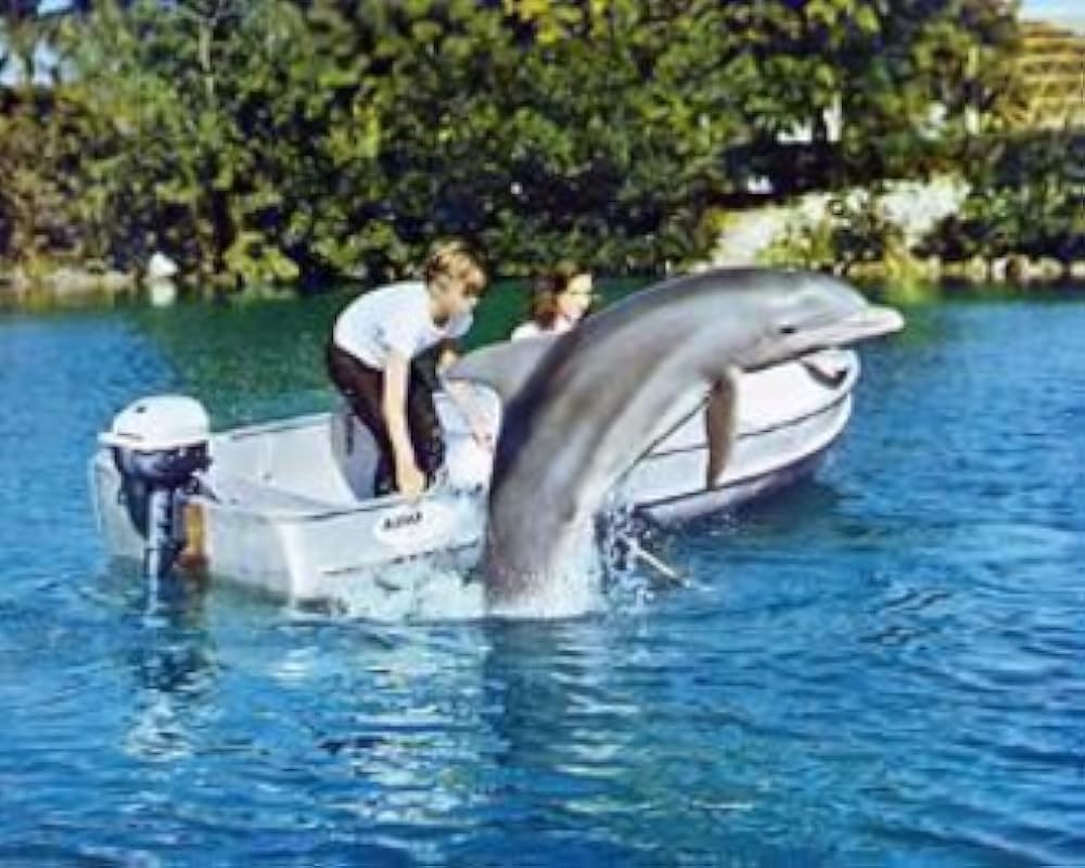 フリッパーの画像