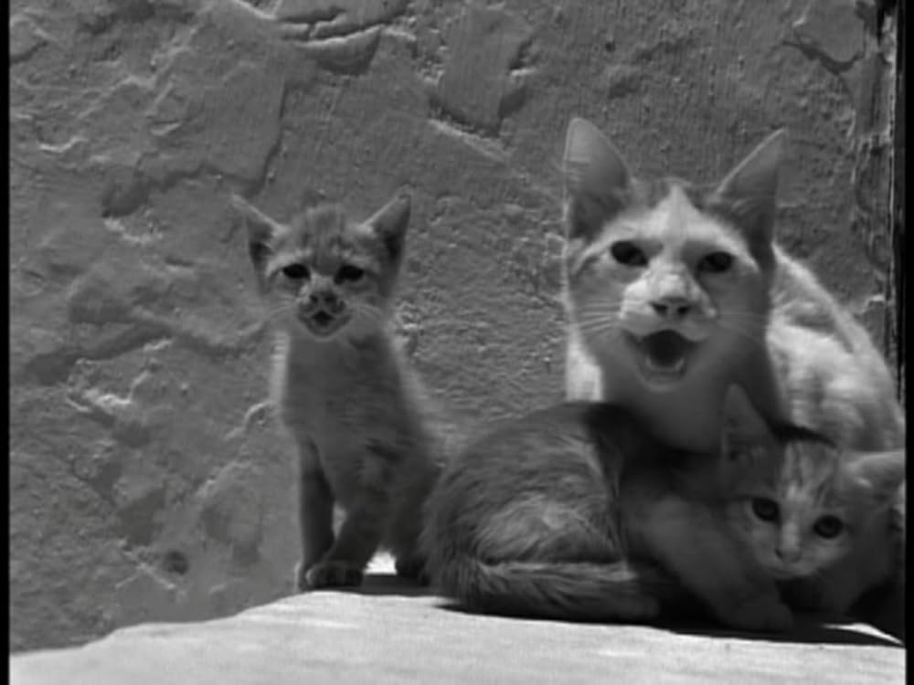 生の証明の画像