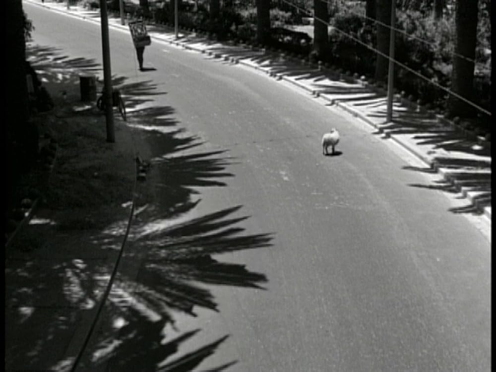 生の証明の画像