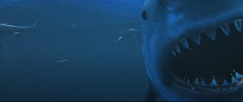 ウイルスシャークの画像