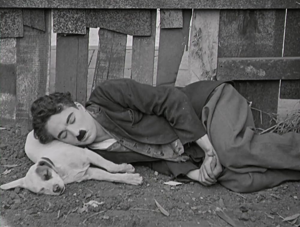 犬の生活の画像