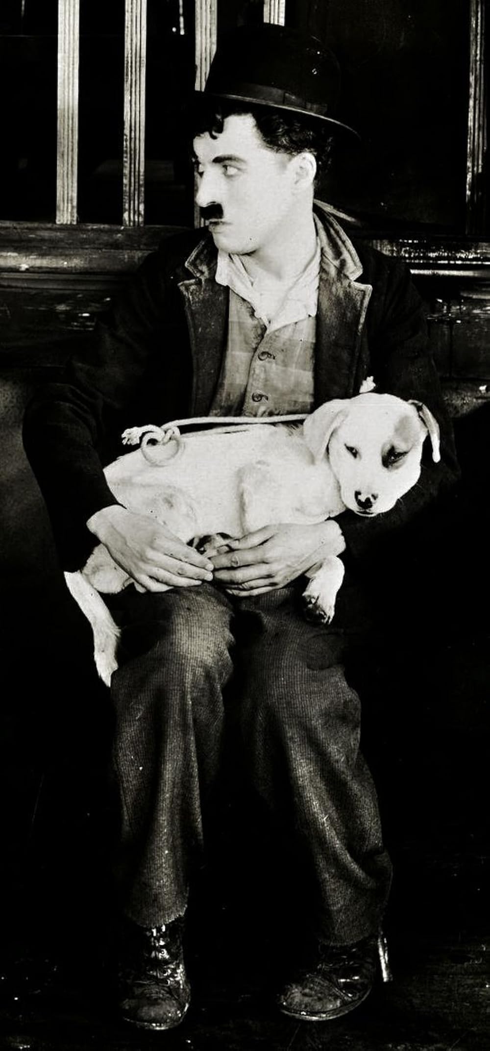 犬の生活の画像