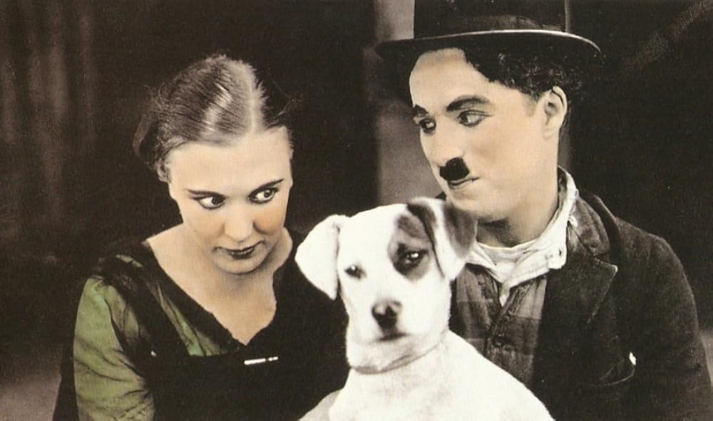 犬の生活の画像