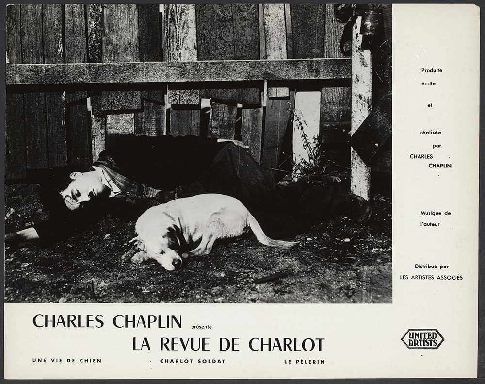 犬の生活の画像