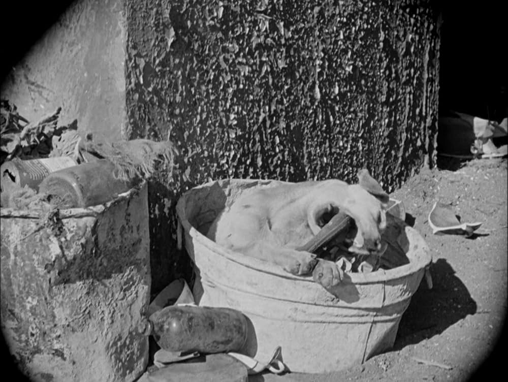 チャップリン・レヴューの画像