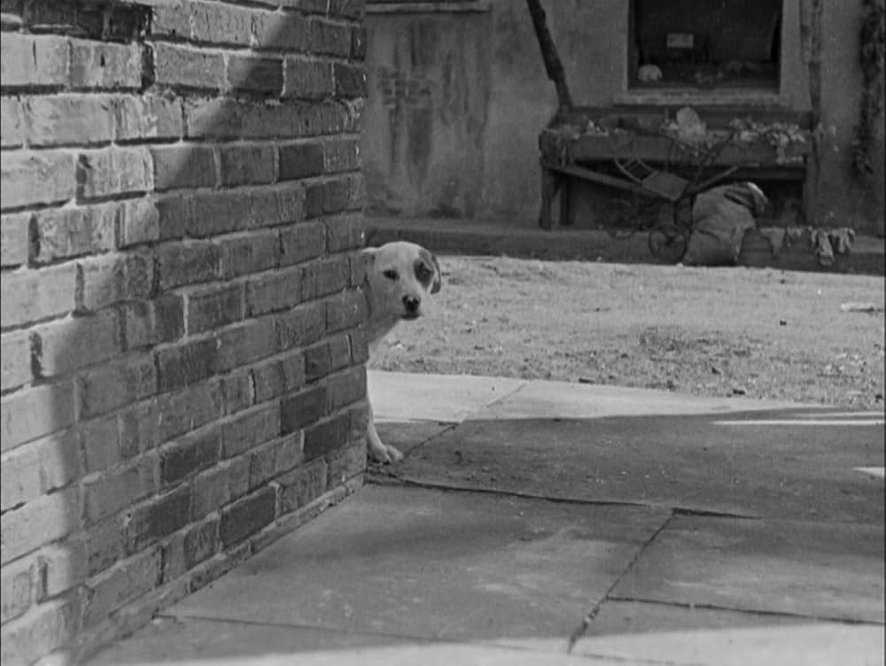 犬の生活の画像