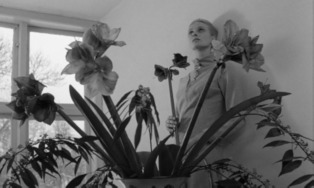 夜のたわむれの画像