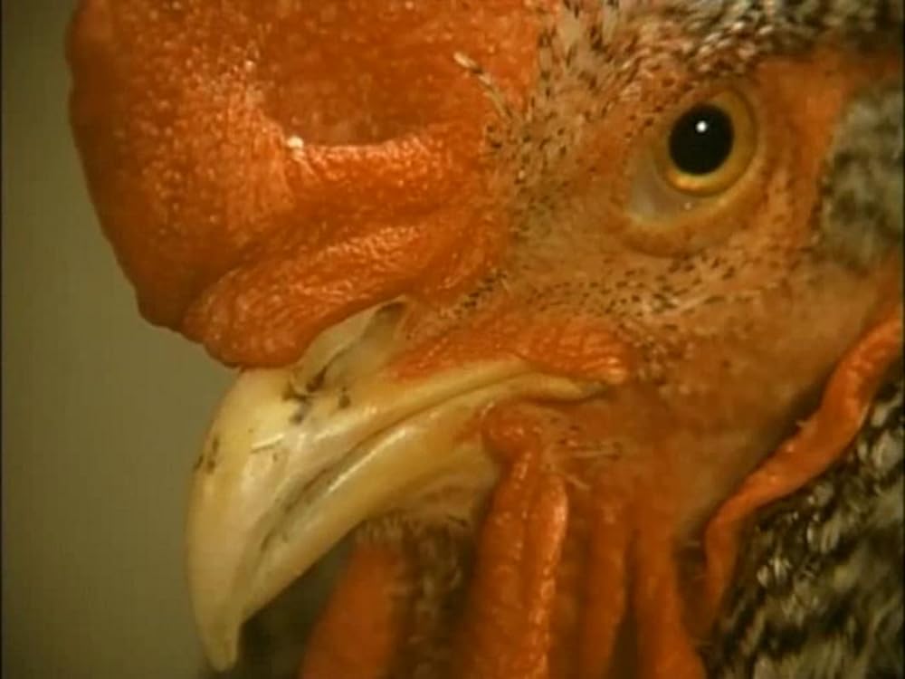 悦楽共犯者の画像