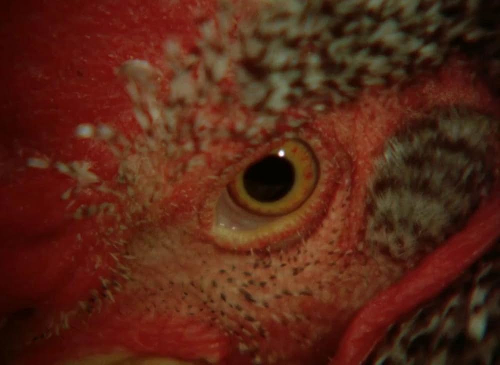 悦楽共犯者の画像