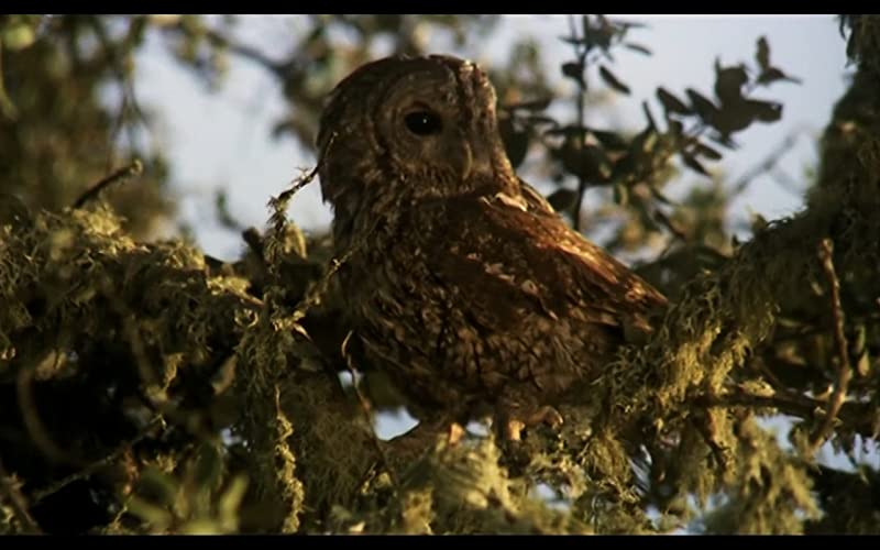 無垢なる聖者の画像