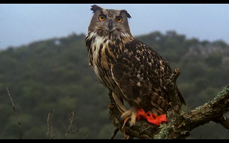 無垢なる聖者の画像