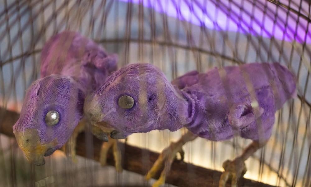 「サイレント・ツインズ」の画像