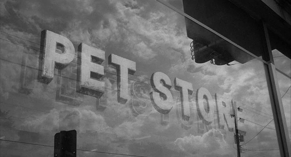 「ランブルフィッシュ」の画像