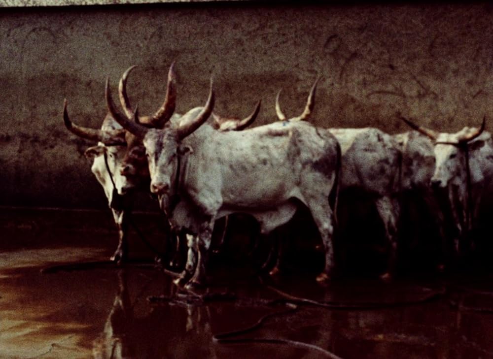 トゥキ・ブキ ハイエナの旅の画像