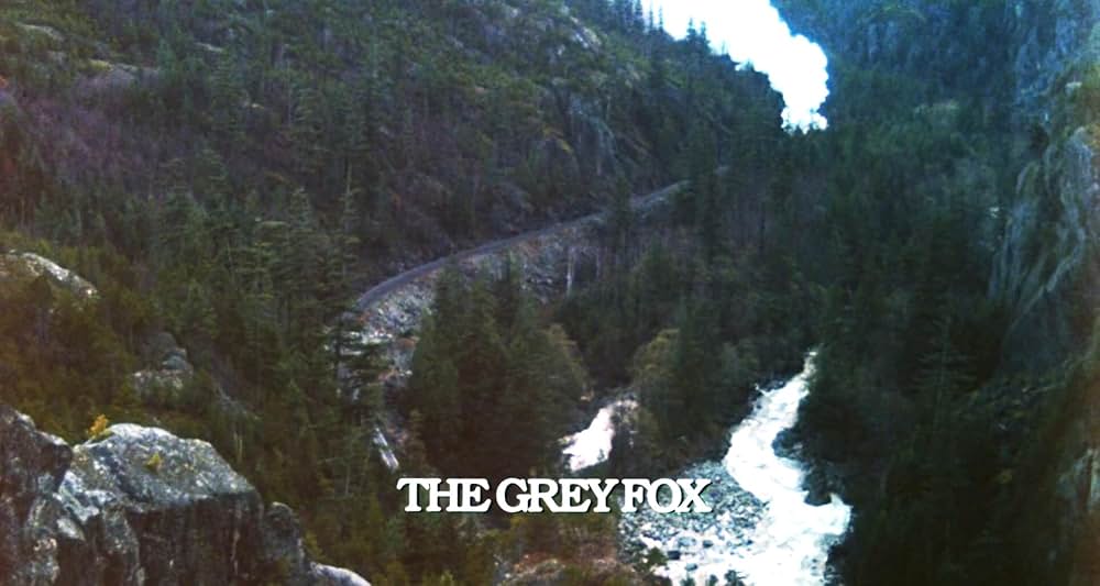 グレイフォックスの画像