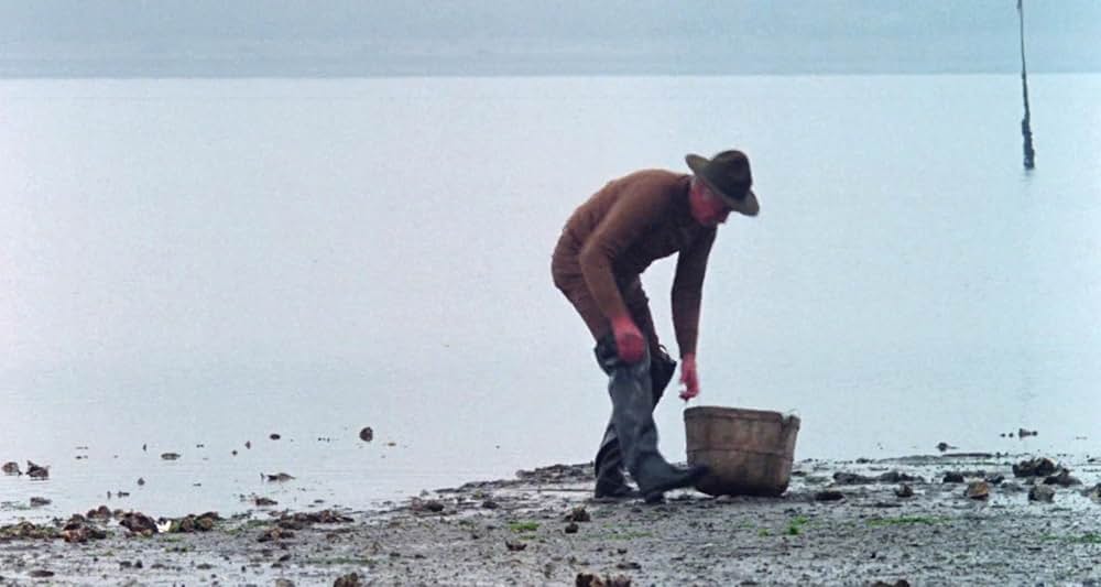 グレイフォックスの画像