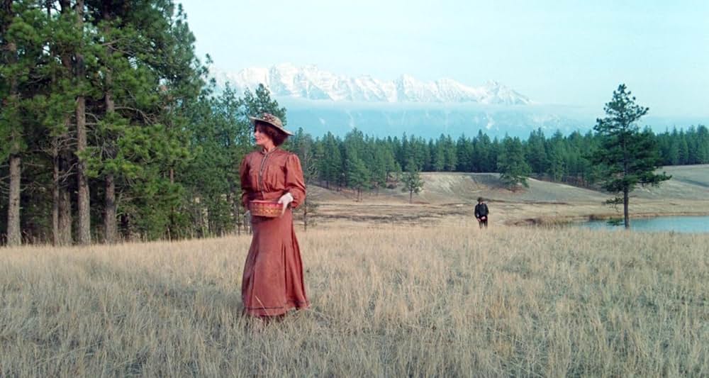 グレイフォックスの画像