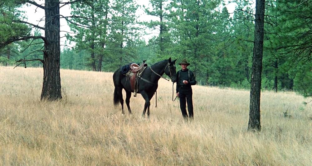 グレイフォックスの画像