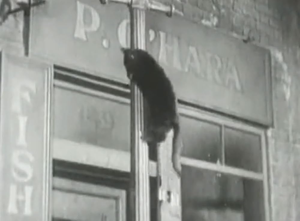 ジュノーと孔雀の画像