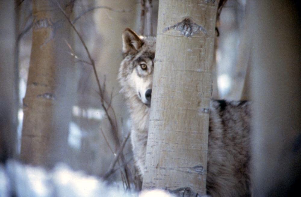 ネバー・クライ・ウルフの画像