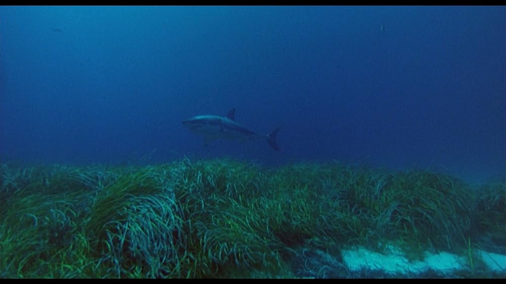 ジョーズ’96／虐殺篇の画像